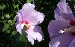 P1010163 - Copie.JPG