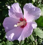 P1010162 - Copie.JPG