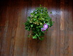 plante.JPG