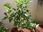 le citrus aujourd'hui.