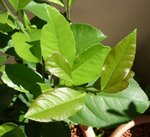Feuilles a forme bizarre
