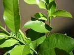 Feuilles a forme bizarre
