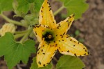 Fleur de potimarron