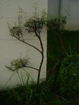 bonsai 001.JPG
