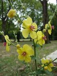 Fleurs sauvages septembre  (77).JPG