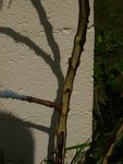 005 - Copie.JPG