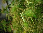 Aout 2011 003.jpg