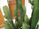 DSCF2849.JPG