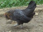 poule naine 1.jpg