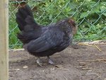 poule naine 2.jpg