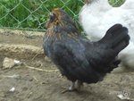 poule naine 3.jpg