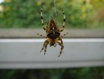 DSC02170.JPG