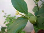 Celle à coté du citron ?