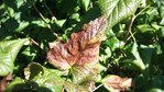 2011-08-16 09.54.53.jpg
