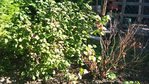 2011-08-16 09.53.58.jpg