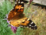 DSC01261.JPG