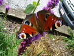 DSC01268.JPG