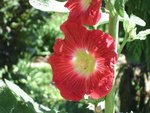 Rose Trémière Rouge