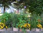 Fleur et aromatiques 3.jpg