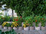 Fleur et aromatiques 4.jpg