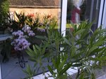 Orchidées coté jardin 1.jpg