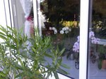 Orchidées coté jardin 2.jpg