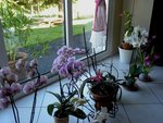 Orchidées intérieur.jpg