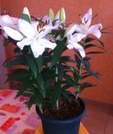IMG_0560.JPG