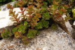 DSCF5131 (Medium).JPG