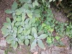 2011-08-17  x.jpg
