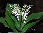 Muguets cueillis et mis en vase