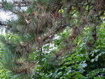 aiguilles rousses_rr.jpg