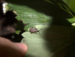 insecte.jpg