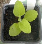 un semis que je n'arrive pas à identifier  de l'aide svp<br /><br />la feuille n'est pas lisse un peu velue
