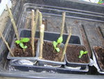 amande graine de poire. après germination , repiqué dans le terreau fin et voici les feuilles principales sorties.
