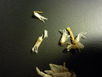 P1010180.JPG