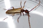 Longicorne02.jpg