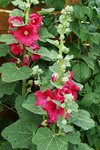 P1020530-1.jpg