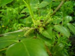 mahonia g 004.1.jpg