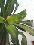 dracanéa fragrans 1 (Copier).jpg