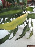 dracanéa fragrans 3 (Copier).jpg