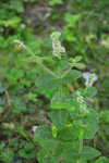 Plante-2.jpg