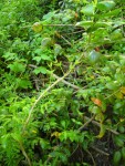 mahonia g 009.1.jpg