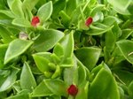 Plante 2.jpg