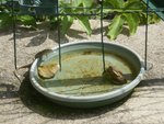 abreuvoir.JPG