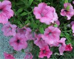Pétunia
