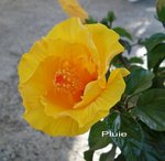 Hibiscus en pot .
