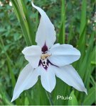 Acidanthera.