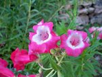 Penstemon .