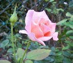 Roses .